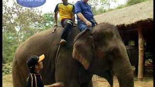 Experience Elephant Trekking in Thailand—on RodMcNeilTV [upl. by Nahtanha]