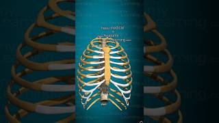 Explore The 3d Model Thorax Human Body [upl. by Viradis]