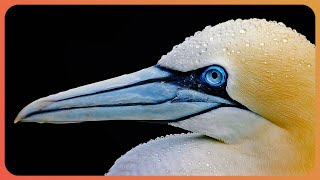 The Gannet Britain’s Biggest Seabird  Gannets  Real Wild [upl. by Arenahs210]