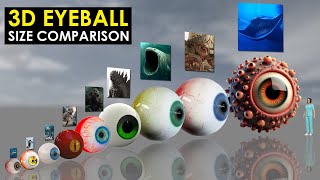 Eyeballs 3D Size Comparison [upl. by Leftwich78]