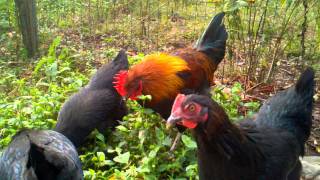 Black Copper Marans Roosters [upl. by Maighdlin]