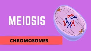 MEIOSIS HOMOLOGOUS CHROMOSOMES SISTER CHROMATIDS amp GENETIC VARIATION [upl. by Dekow]