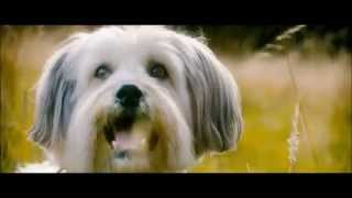 PUDSEY THE DOG THE MOVIE  Official Film Trailer 2014 [upl. by Kcajyllib]