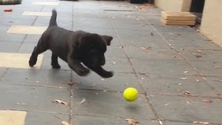 Labrador puppy playing with tennis balls [upl. by Notned160]