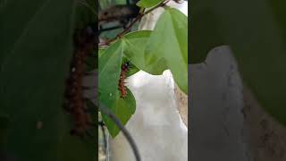 1248 butterfly 🦋 larvae nods his head [upl. by Ttegirb]