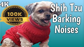 BEST Funny Dogs Barking to Make Your Shih Tzu LAUGH [upl. by Hanad289]