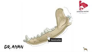 Exploring Canine Mandible Anatomy [upl. by Irihs]