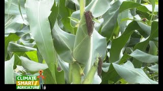 A Fertilizer that boosts your maize yield to 30 bags per acre  Part 1 [upl. by Ocin]