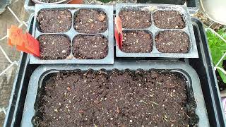 How To Plant Feathertop Ornamental Grass Seeds And Seedlings Update [upl. by Hugo210]