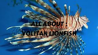 Aquatic All About The Volitan Lionfish [upl. by Sikes]