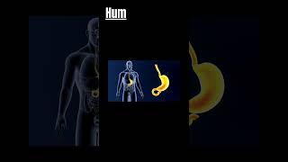 learn with me3d structure of human stomach shorts ytshorts [upl. by Vidal]