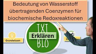 Bedeutung Wasserstoffübertragender Coenzyme in der aeroben Zellatmung [upl. by Nwahc293]