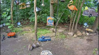 EarthCam Live Critter Cam Webster NY [upl. by Erroll]