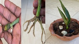 how to make a dying orchid grow roots quickly [upl. by Soph]