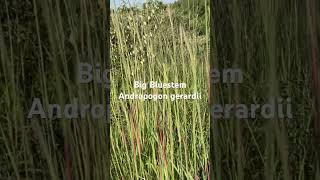 Native Grasses  Big Bluestem [upl. by Oisacin436]