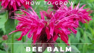 Bee Balm  Monarda Didyma  Complete Grow and Care Guide [upl. by Ainod634]