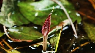 Cryptocoryne purpurea nothovar borneoensis DIscoveryPlanet [upl. by Cassondra]