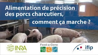 Alimentation de précision des porcs charcutiers  comment ça marche [upl. by Liman]