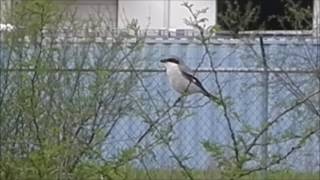 RPRZ Loggerhead Shrike Impales Its Prey [upl. by Htbazile]