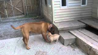 Bullmastiff Puppies 8 weeks old [upl. by Lamarre]