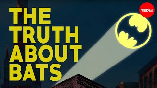 The truth about bats  Amy Wray [upl. by Ikir310]