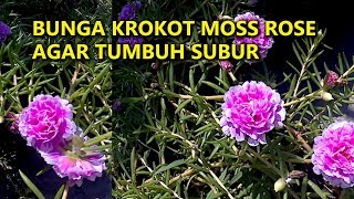 BUNGA KROKOT Moss Rose Tumbuh Subur  32 [upl. by Jenifer674]