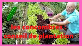 Concombres  conseil de plantation [upl. by Alinoel]