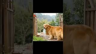 Dogi ki mausi shorts fact miniblock animalfacts short trendingshorts shortvideo [upl. by Edecrem]