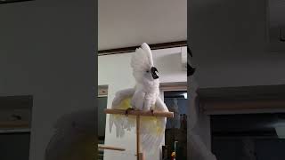 Parrot sings Be My Lover from La Bouche 90s 90ssongs funnyshorts funnyanimals [upl. by Fe]