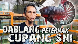 PETRENAK CUPANG SNI DI CILEDUG TANGERANG  bang DABLANG [upl. by Yecal]