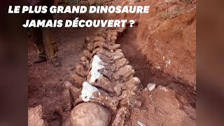 En Argentine le squelette dun immense dinosaure découvert [upl. by Occer]