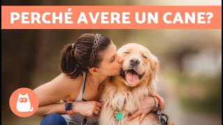 10 BENEFICI di AVERE un CANE 🐶✅  Perché adottare un cane [upl. by Haimaj]