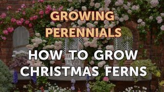 How to Grow Christmas Ferns [upl. by Peckham]