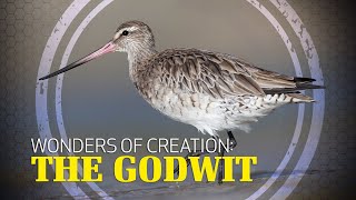 Wonders of Creation Godwit [upl. by Samled6]