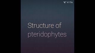 Structure of pteridophytes [upl. by Hnoj911]