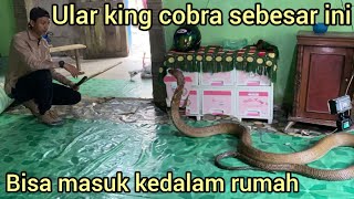 PENANGKAP4N ULAR KING COBRA MONSTER DI DALAM RUMAH WARGA SAMPAI BARANGBARANG HARUS DI PINDAHKAN [upl. by Strauss]