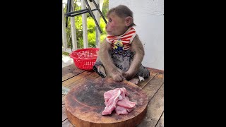 See this funny monkey Icy Is Eating Snack Under The Tree cute monkey animals eating [upl. by Ianahs569]