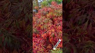 Amazing Acer japonicum X Gossamer in fall color Dwarf Full Moon Japanese Maple MrMaplecom short [upl. by Karlene]