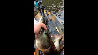 Whopper Plopper SMASHED by River Musky in a Kayak shorts [upl. by Voleta]