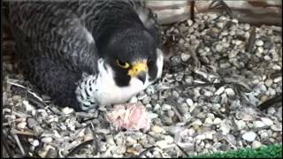 UdeM Peregrine Falcons 1st Hatch Dad on Nest 5614 [upl. by Menides]