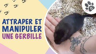 Comment Attraper Et Manipuler Une Gerbille  Mes Conseils Pour lApprivoiser [upl. by Jecho]