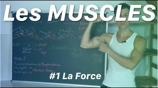 La FORCE musculaire  Les Muscles épisode 1 [upl. by Oirotciv619]