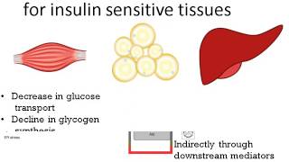 192Obesity amp Insulin Resistance [upl. by Ramat]