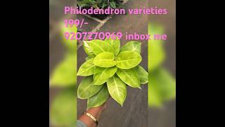 Philodendron 15 varieties  interested please inbox me whatsapp 9207270969 [upl. by Bocock128]