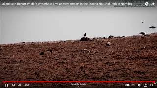 Baby Lapwing Day 2  Second Day adventure to the waterhole [upl. by Bently616]