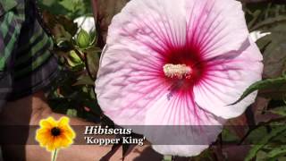 Prairie Yard amp Garden Growing Hibiscus [upl. by Parish106]