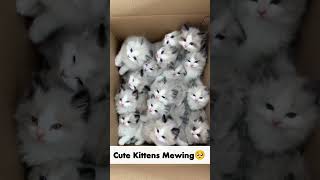 Kittens Mewing🥺 cat viralvideo trending [upl. by Toney785]