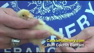 Buff Cochin Bantam Chicken Breed [upl. by Cozza]