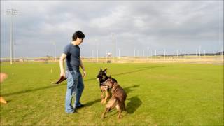 Two years in 5 minutes  raising a Belgian Malinois [upl. by Wearing]