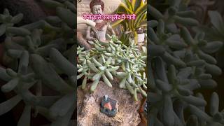 Watering succulents gardenaesthetics gardening succulentsforbeginners [upl. by Nnadroj]